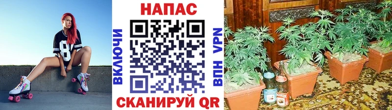 Бошки Шишки LSD WEED  Приозерск 
